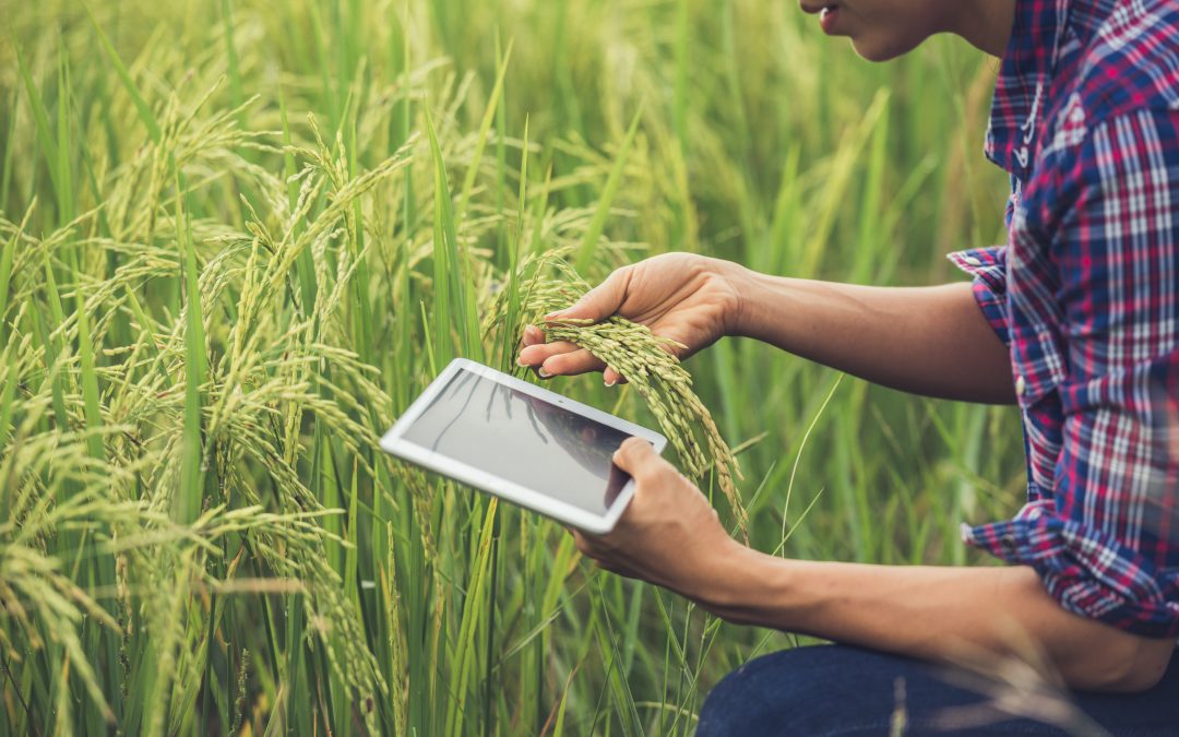 Agrotech: tecnología e inteligencia artificial en la agricultura